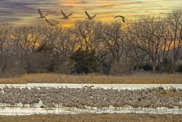 SHC24-11-Five-Cranes-Airborn, Wood River, Nebraska SHC24-11-Five-Cranes-Airborn, Wood River, Nebraska