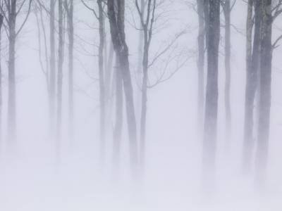 SLw344 Mosher Hill Winter Storm - Ghost Trees SLw344 Mosher Hill Winter Storm - Ghost Trees