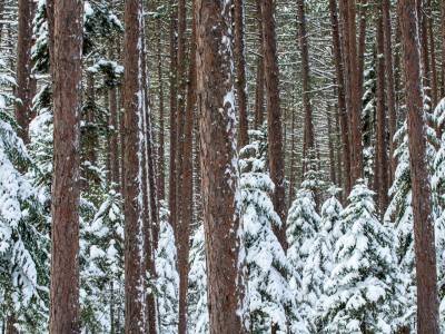 SLw351 Cathedral Pines in Snow SLw351 Cathedral Pines in Snow