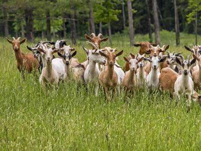 DXCsp9 Class Photo-Dexter, Maine Goats DXCsp9 Class Photo-Dexter, Maine Goats