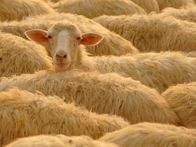 Ef12 Tuscan Sheep Ef12 Tuscan Sheep