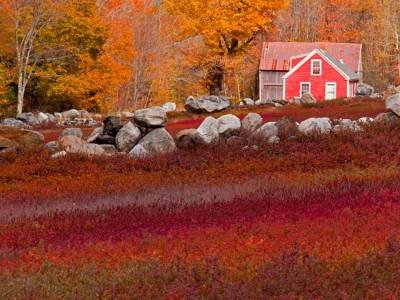 BLf10 Vienna Mountain-Blueberry Fields BLf10 Vienna Mountain-Blueberry Fields