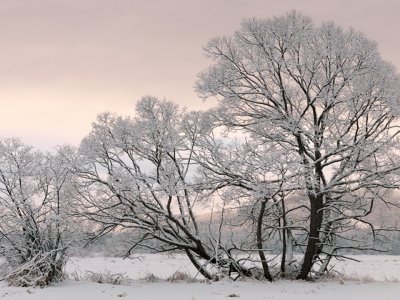 SLw77 Flagstaff Black Willow SLw77 Flagstaff Black Willow