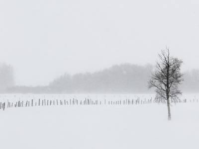 1_IDw20-73-Treeline-with-Fence-in-Whiteout 1_IDw20-73-Treeline-with-Fence-in-Whiteout