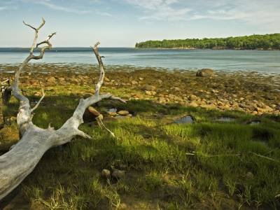 BPsu24 Driftwood overlooking Brewster Point