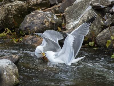 DMsp11 Herring Gulls fighting over an Alewife