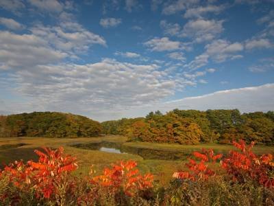 WNf23 Little River Estuary with Sumac