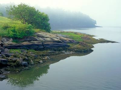WNsu1 Burnett Road Apple Tree