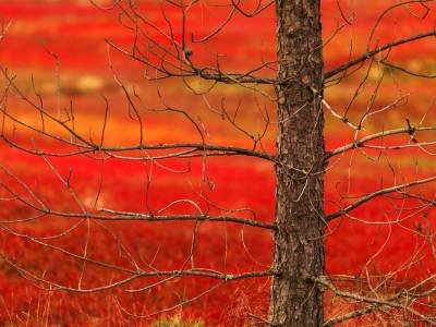 BBFf46 Pine in Blueberry Field, Cherryfield, Maine