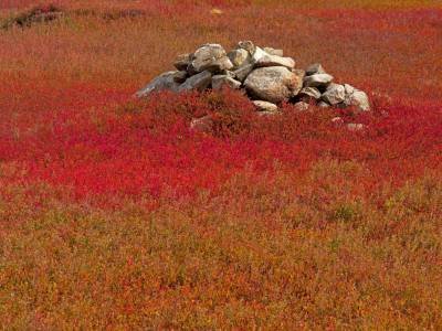 BLf16 Rock Pile in Blueberry Field, Vienna Mountain, Vienna, Maine