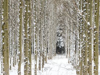 CANw12 Lined up Trees