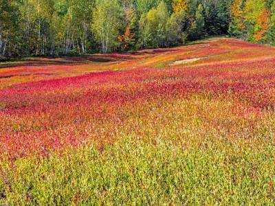DEf97_Blueberry-Field-with-Tree-Background
