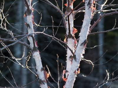 MHTsp141 Heritage Birch