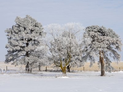 NEBf3-2020-Frosty-Trees