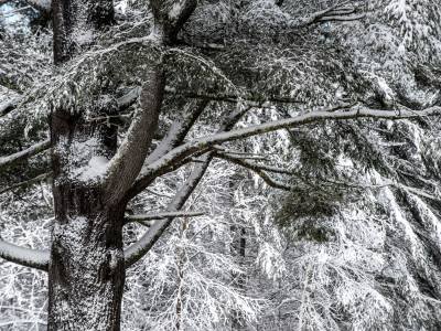 NPw19-White Pine After the Storm