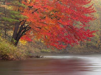 SLf200 Red Tree over Gilman Stream