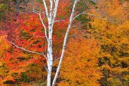 SLf251 Carrabassett Foliage-White Birch SLf251 Carrabassett Foliage-White Birch