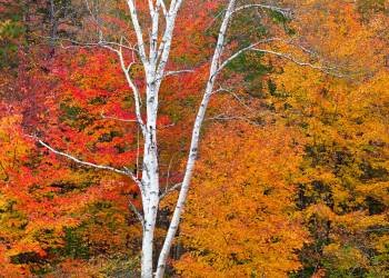 SLf251 Carrabassett Foliage-White Birch