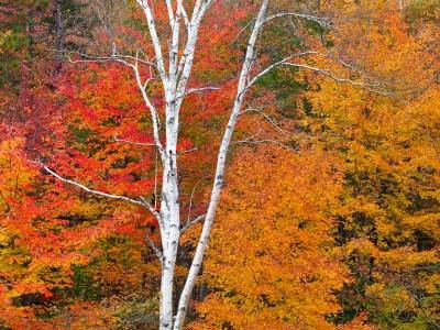 SLf251 Carrabassett Foliage-White Birch