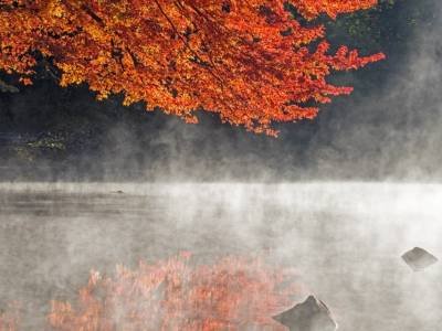 SLf391-Gilman-Strean-Red-Maple in Fog