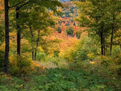 SLf442 East Kennebago Mountain