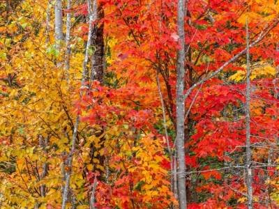 SLf604-Jim-Pond-Foliage__DSC3989-wk