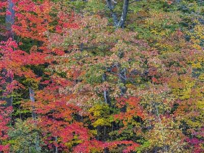 SLpf13 Keewaydin Lake Foliage Panoramic