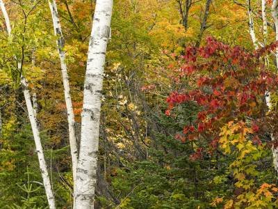 SLpf16 Birch and Maples Panoramic