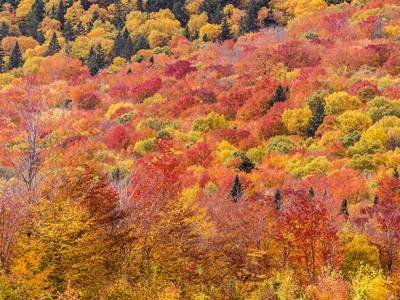 SLpf19 Tim Pond Road Foliage Panoramic