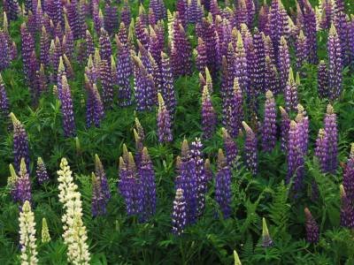 SLsp3 Lupine Blossoms, Rangeley, Maine