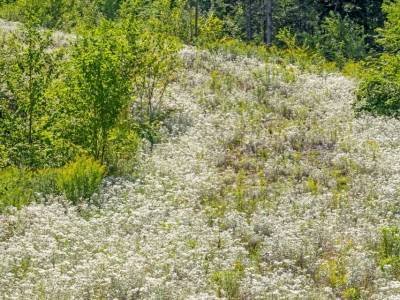 SLsu127-River-of-Pearly-Everlasting