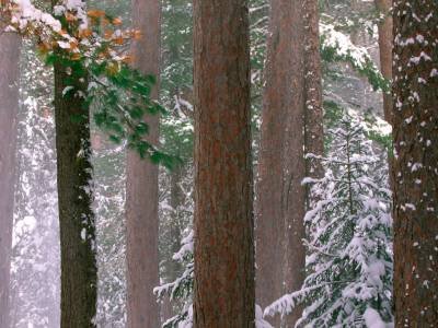 SLw13 Cathedral Pines, Eustis, Maine