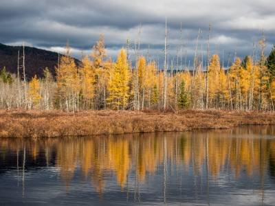 Slf415 Larch on Stanley Stream Bog