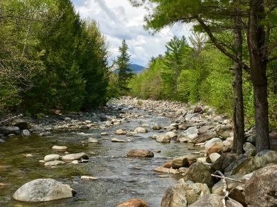 KFsp21 Rapid Spring Early Green