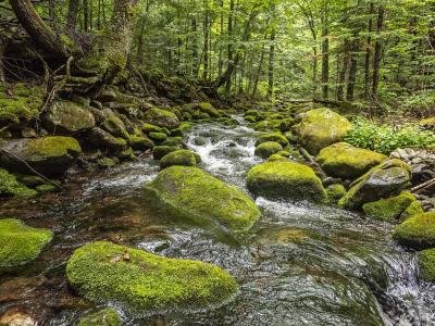 KFsu44a-Norton-Brook, Kingfield, Maine