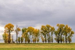 IDf25-6-Trees-on-4000N-Teton-Valley IDf25-6-Trees-on-4000N-Teton-Valley