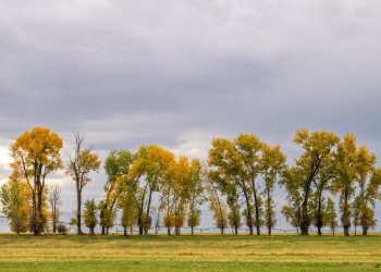 IDf25-6-Trees-on-4000N-Teton-Valley