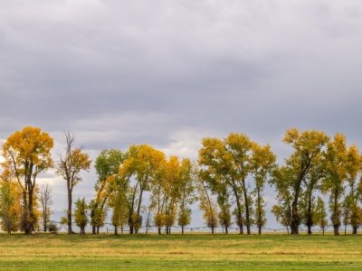 IDf25-6-Trees-on-4000N-Teton-Valley