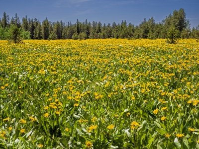 IDsu25-1-Arrowleaf-BalsamRoot-Island-Park-Idaho