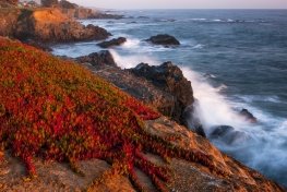 CAsp13-101-Ice-Plant-A4492831-wk-copy CAsp13-101-Ice-Plant-A4492831-wk-copy