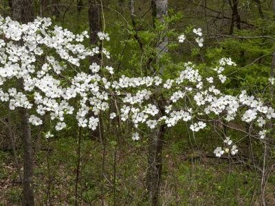 AR21sp-3-Dogwoods-at-Crystal-Bridges-Museum-of-American-Art-Bentonville-Arkansas_DSC6934