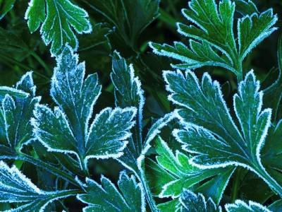 HWf2 Frost on Parsley