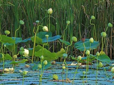 HWsu3 Lotus Pond, Durham, Maine