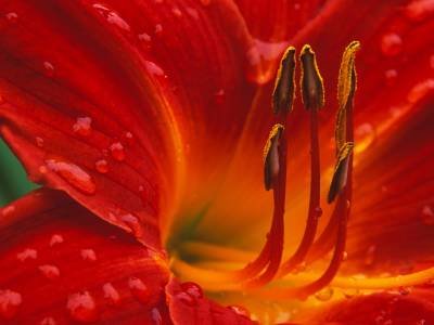 HWsu30 Red Daylily