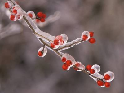 HWw1 Frozen Red Berries