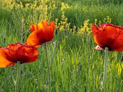 IDsp23-24-Poppie-Field-Driggs-Idaho