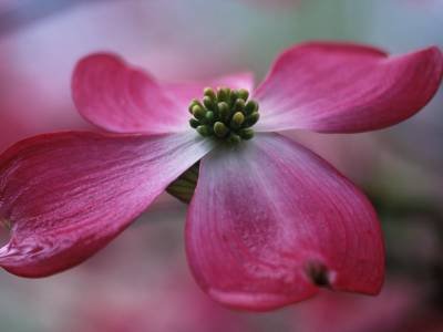 SMsp22 Pink Dogwood Blossom, Great Smoky Mountain National Park, Tennessee