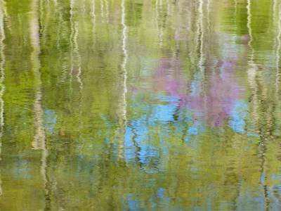 NTsp27 Spring Foliage Reflections