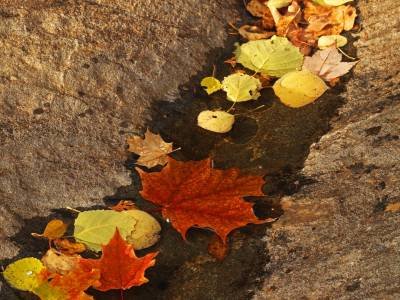 SLf101 Carrabassett Leaf Trail
