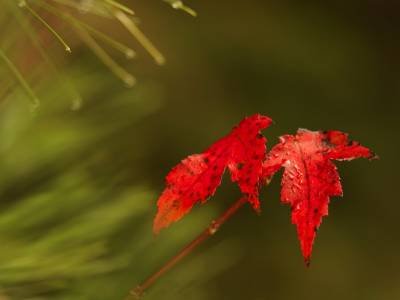 SLf147 Small Maple Leaves